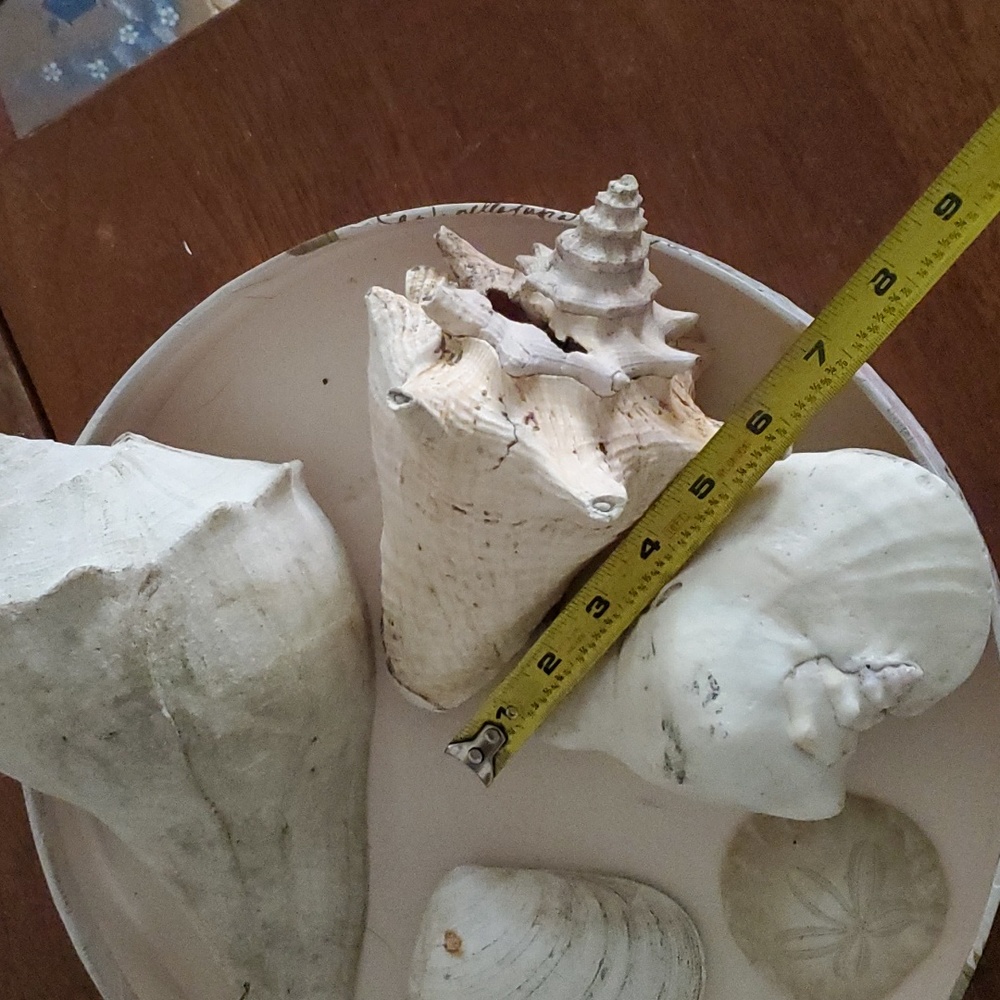 Large Real 🐚 Shells - Picture 2 of 4